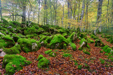 Beeches in autumn in the Irati forest, Navarra, Spain.