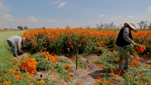 Local farmers are farming marigold flowers on local agricultural field