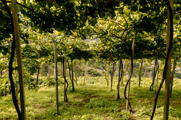 Trellis Grape Vines at Vineyard in Portugal