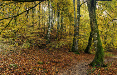 Beeches in autumn in the Irati forest, Navarra, Spain.