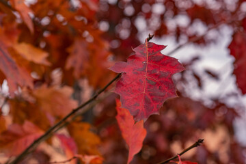 red maple leaves