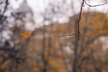 Autumn background. last leaf in the tree. dry nature.