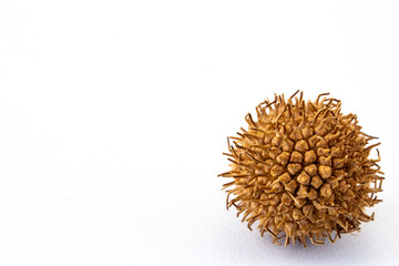 Close up of sycamore seed on white