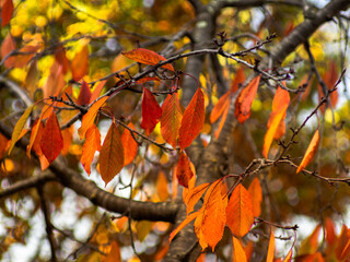 detail of leaves of cherry tree in autumn with blurred background - autumnal background
