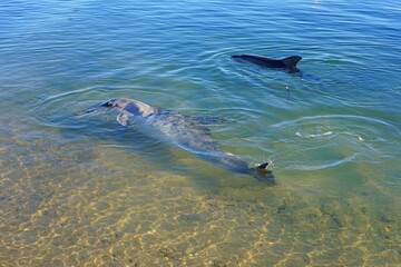 Two wild dolphins in the water in Shark Bay, Australia © eqroy