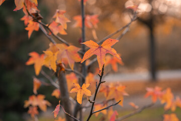 Fototapeta na wymiar autumn leaves in the forest