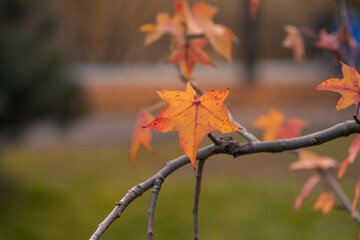 autumn leaves in the park