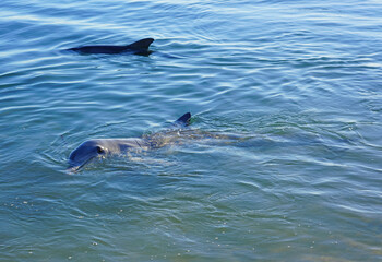 Two wild dolphins in the water in Shark Bay, Australia