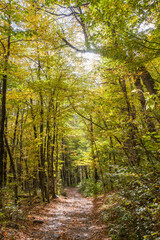 Obraz premium Pathway in the forest on the Kraiynaya Polyana, Russia