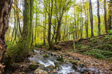 Obraz premium Beshenka river in the forest on the Kraiynaya Polyana, Russia