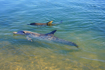 Fototapeta premium Two wild dolphins in the water in Shark Bay, Australia