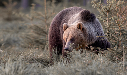 European brown bear ((Ursus arctos) walking in forest habitat. Wildliffe photography in the slovak country (Tatry)