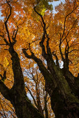 Looking up Maple tree trunk to autumn foliage