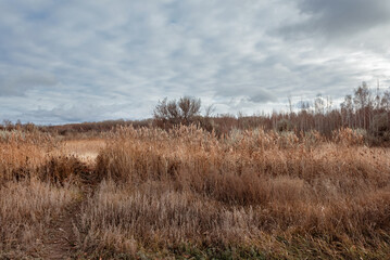 November Russian countryside landscape. In the distance, bare trees, in the foreground dry grasses and reeds growing in yellow and brown stripes. The sky is cloudy and gloomy.