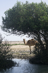 Camel standing under a large leafy tree on a sandy desert plain in Oman with blue sky in the...
