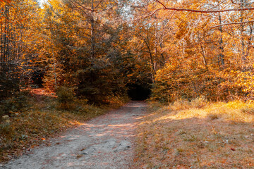 autumn in the forest