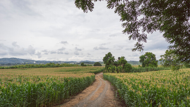 Corn cultivation with mountains in the background, in Valle del Cauca, Colombia.