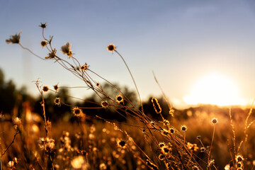 Abstract warm landscape of dry wildflower and grass meadow on warm golden hour sunset or sunrise...