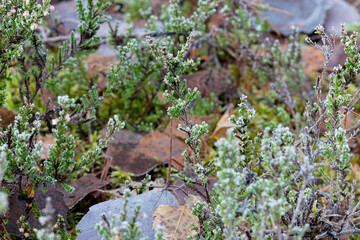 Moss, close-up, natural background in the forest, scandinavian nature