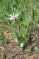 Obraz premium Pasture Goatsbeard (Tragopogon hybridus)