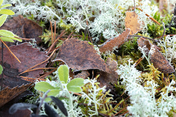 White moss, or sphagnum, close-up, Natural background in the forest, scandinavian nature