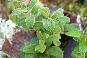 Lingonberry bush covered with frost in the forest. Natural background.