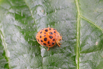 ladybugs on green leaves, North China
