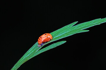 ladybugs pupa on green leaves, North China