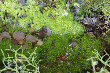 Moss, close-up, natural background in the forest, scandinavian nature