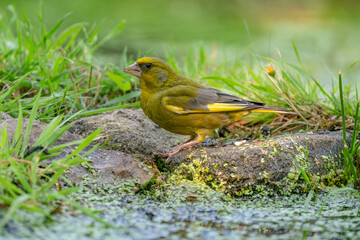 A very detailed greenfinch with a little plant in its beak, chloris chloris. close-up