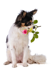 Chihuahua with a rose in the mouth