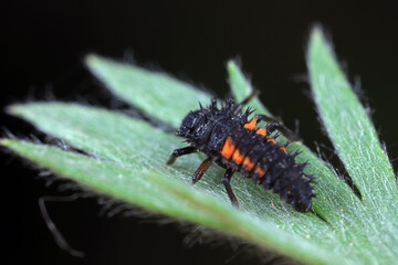 Ladybug larvae in natural state， north China