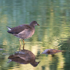 A moorhen stands in beautiful green water with reflection. Square in a fairytale setting