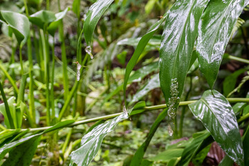 Close up view of a Beautiful red eye frog in the rain forest of Costa Rica