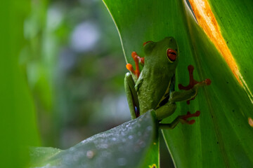 Close up view of a Beautiful red eye frog in the rain forest of Costa Rica