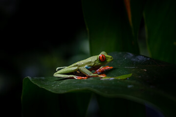 Close up view of a Beautiful red eye frog in the rain forest of Costa Rica