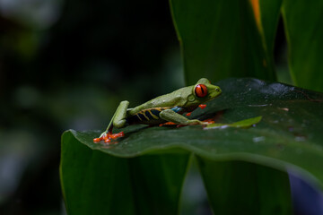 Close up view of a Beautiful red eye frog in the rain forest of Costa Rica