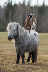 Little goat stands on the back of a pony. Friendship of pony and goat. Funny animals.