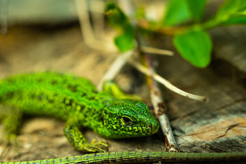 green lizard lurking in the forest among trees and stones