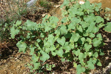 Rough Cocklebur (Xanthium strumarium)