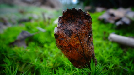 leaf