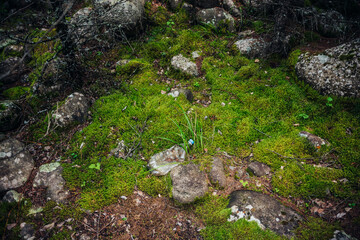 Plastic bottle thrown on moss in forest. Background with garbage in nature. Cause harm to nature. Trash in woods among mosses and stones with lichens. Rubbish among wild flora. Environmental pollution