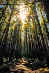 tall trees forming a line and where you see the sun and rays