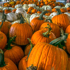 Pumpkins laid out for purchase at a farmers market