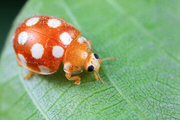 ladybug on green leaves, North China