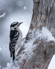 A downy woodpecker looks for a meal in Wyoming's winter.