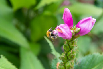 Bee taking nectar out of pink flower. Bokeh effect, focus on the bee. Beautiful spring, nature background. Copy Space.