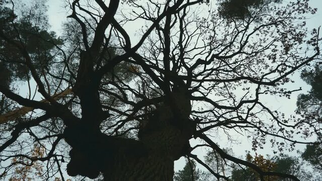 Shot of the gloomy tree in the cloudy evening