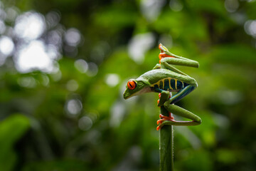 Close up view of a Beautiful red eye frog in the rain forest of Costa Rica