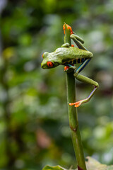 Close up view of a Beautiful red eye frog in the rain forest of Costa Rica